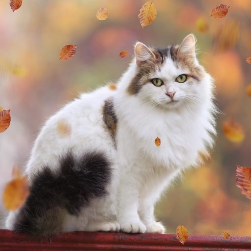 troubles du comportement du chat agé