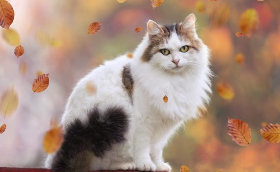 troubles du comportement du chat agé