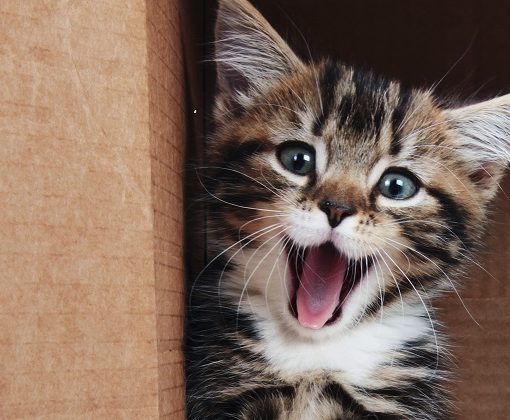 Accueil du chaton : sa première visite chez le vétérinaire