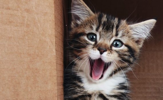 Accueil du chaton : sa première visite chez le vétérinaire