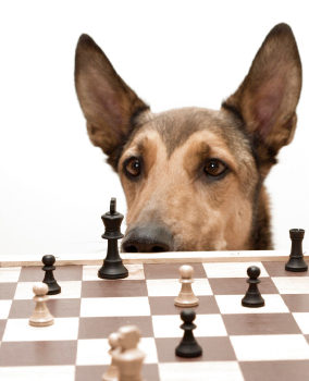Ce que nos chiens peuvent nous apprendre sur la maladie d’Alzheimer