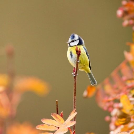 aider les oiseaux des jardins au fil des saisons