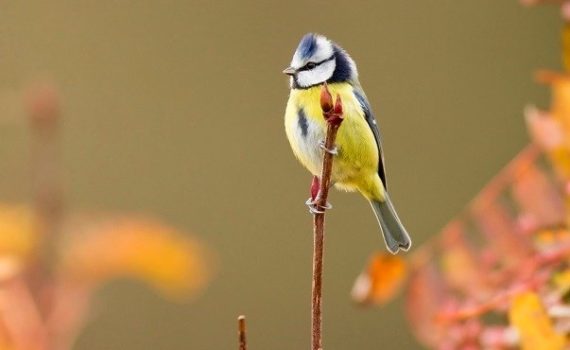 aider les oiseaux des jardins au fil des saisons