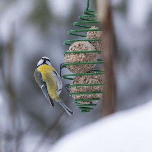 nourrir les oiseaux des jardins