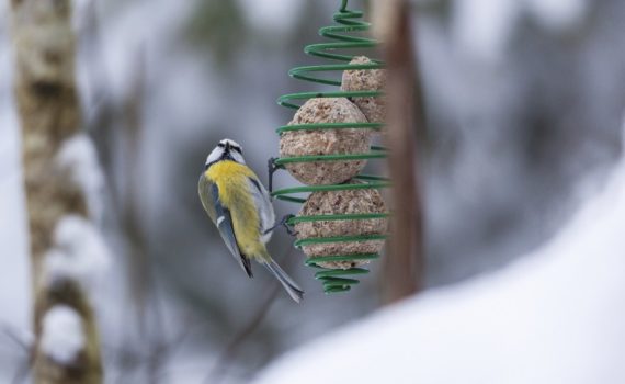 nourrir les oiseaux des jardins