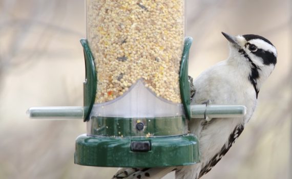 Aménager son jardin pour les oiseaux
