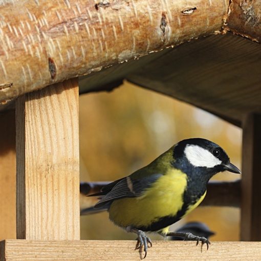 la nidification chez l'oiseau