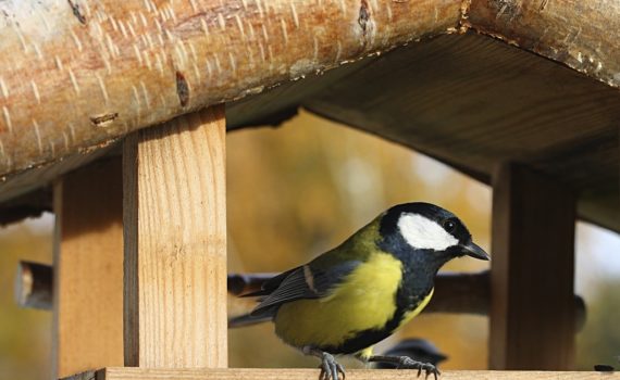 la nidification chez l'oiseau