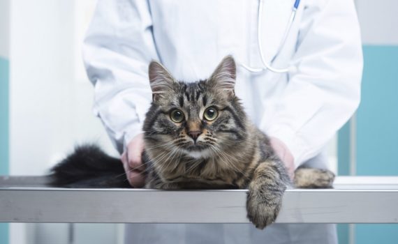 La cardiomyopathie hypertrophique chez le chat