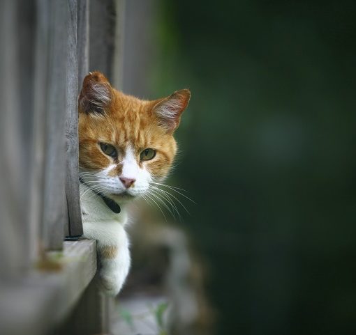 J’ai perdu mon chat : que faire ?