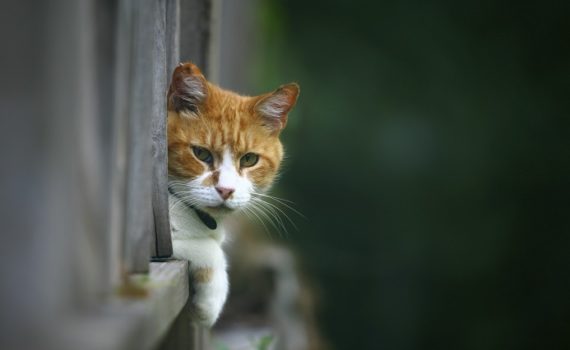 J’ai perdu mon chat : que faire ?
