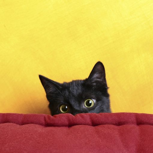 Accueil du chaton : les étapes