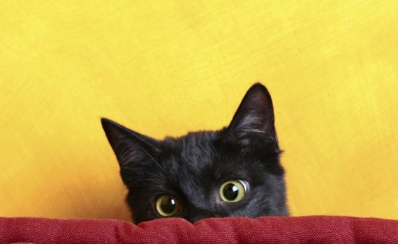 Accueil du chaton : les étapes