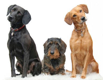 Les maladies héréditaires chez le chien