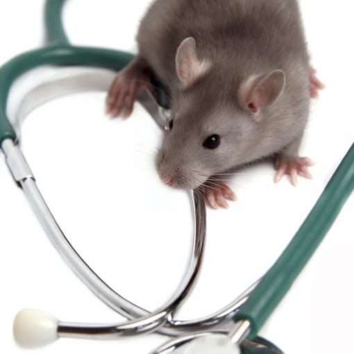 La chromodacryorrhée du rat