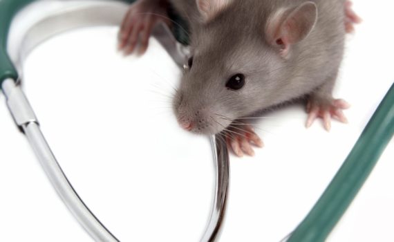 La chromodacryorrhée du rat