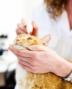 Les ulcères cornéens chez le chat