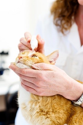 Les ulcères cornéens chez le chat