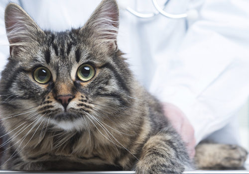 Question vétérinaire : mon chat présente une peau blanche au coin des yeux