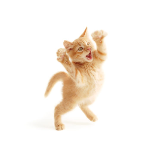 chat quart d'heure de folie