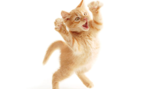 chat quart d'heure de folie