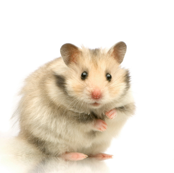 Présentation du hamster