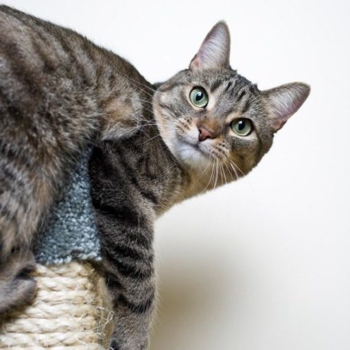 conflit entre chats