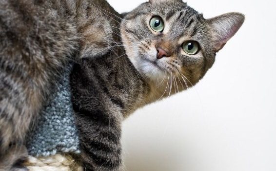 conflit entre chats