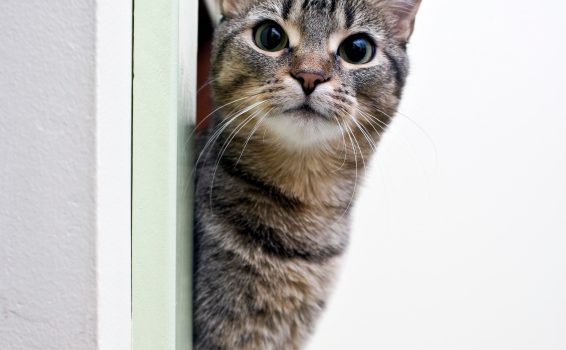 chat intérieur