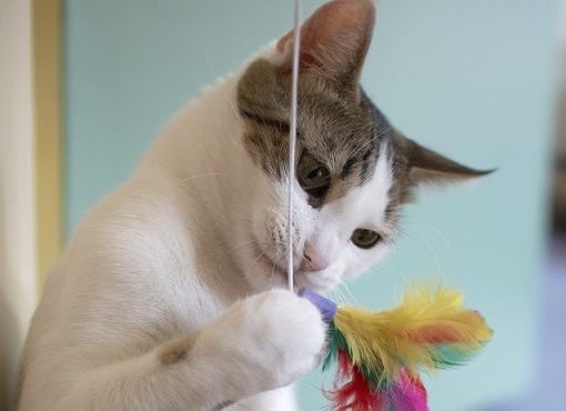 chat qui joue