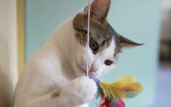 chat qui joue