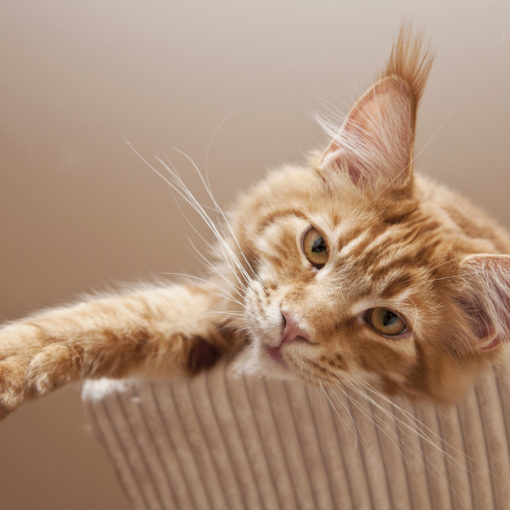 chat d'intérieur bien être