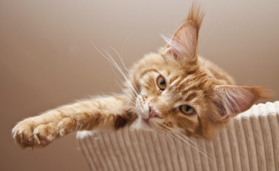 chat d'intérieur bien être