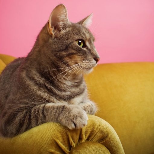 marquage urinaire chat