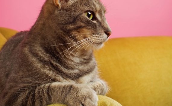 marquage urinaire chat