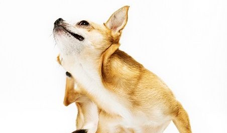 FAQ antiparasitaires