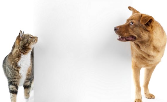 Attention à la pâte à bugne : danger, intoxication