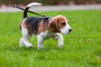 Mon chien tire en laisse