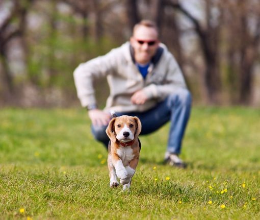 Apprendre le rappel à mon chien