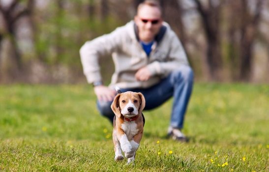 Apprendre le rappel à mon chien