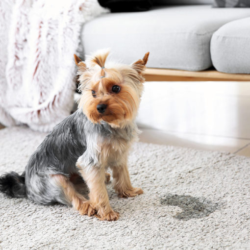 Mon chien fait pipi dans la maison