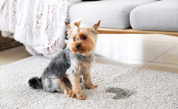 Mon chien fait pipi dans la maison