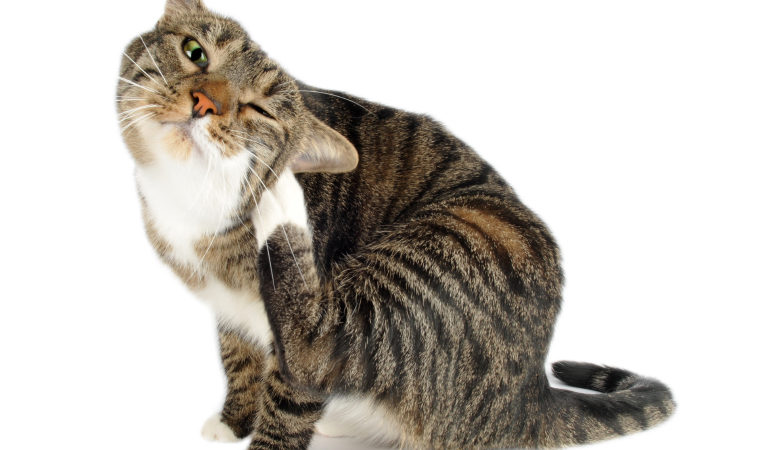 Invasion de puces