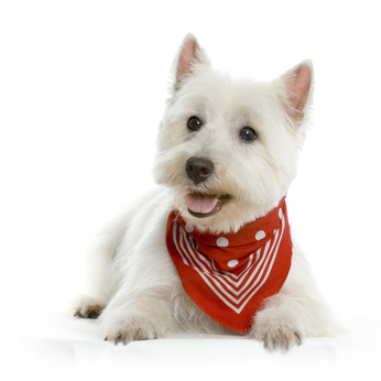 le Westie