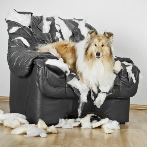 Mon chien détruit tout