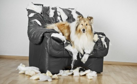 Mon chien détruit tout