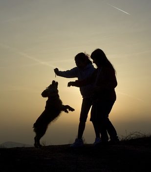 Mon chien saute sur les gens