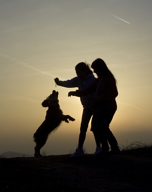 Mon chien saute sur les gens