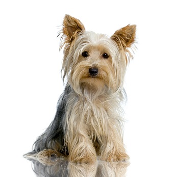 Le Yorkshire Terrier