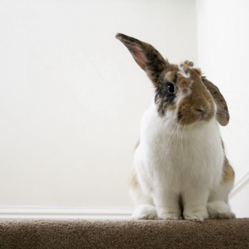 les 5 sens du lapin
